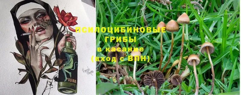 Псилоцибиновые грибы Psilocybe  продажа наркотиков  Химки 